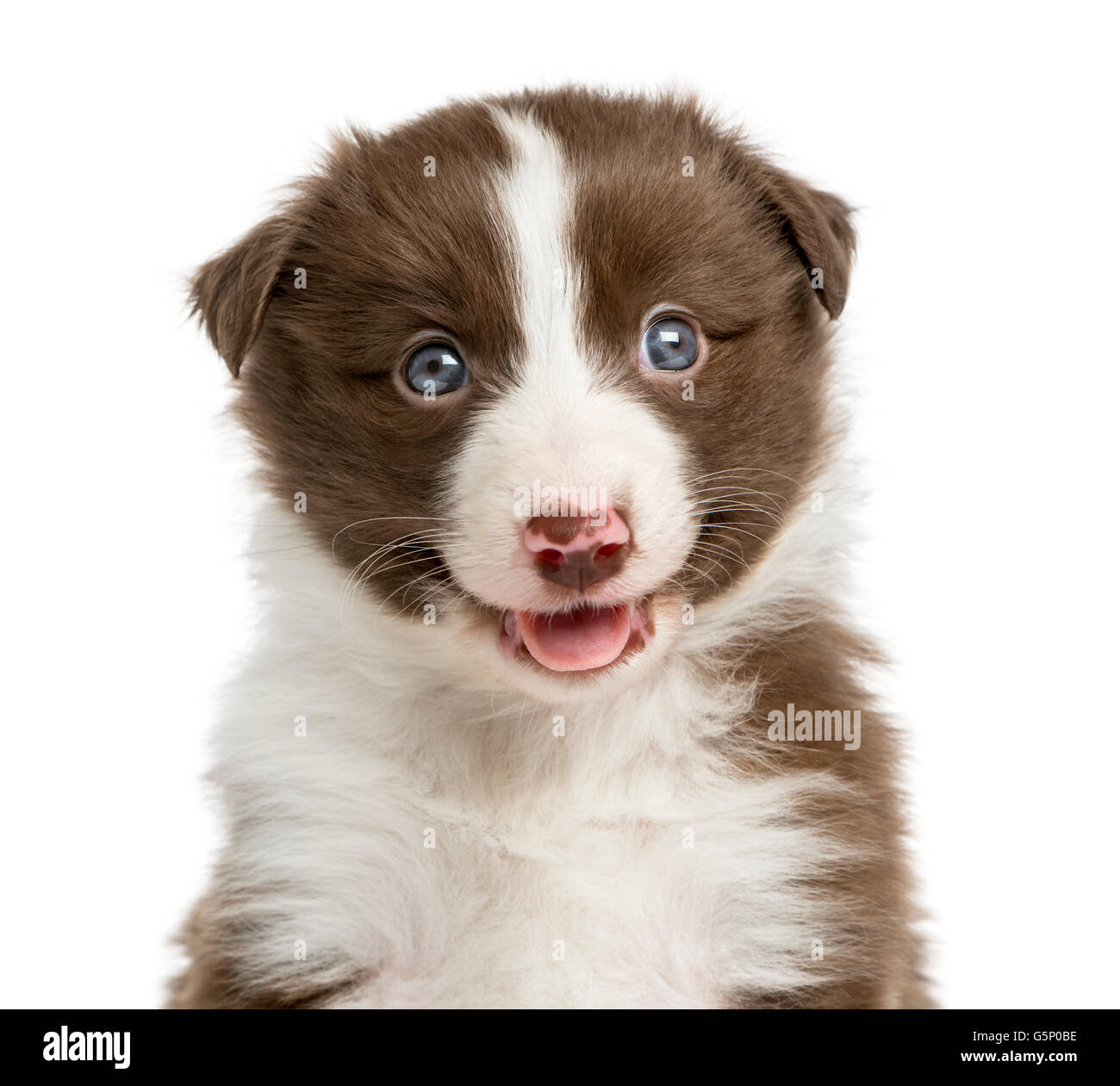 Nahaufnahme eines BorderCollieWelpen (6 Wochen alt) vor einem weißen Hintergrund