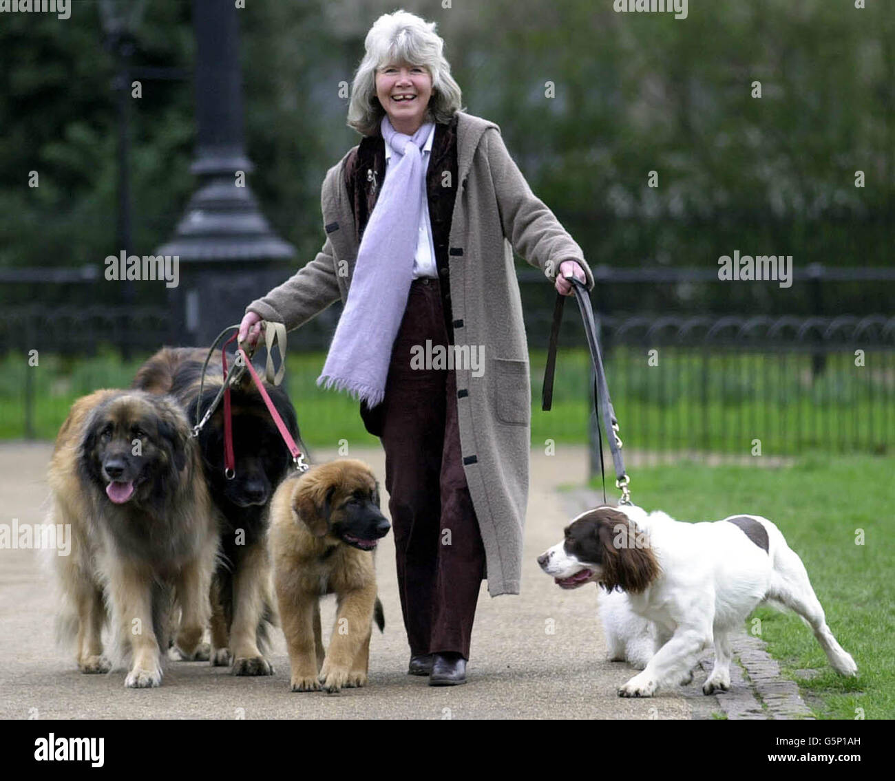 Jilly Cooper mit einer Armee von Hunden und seltener Rassen Stockfoto