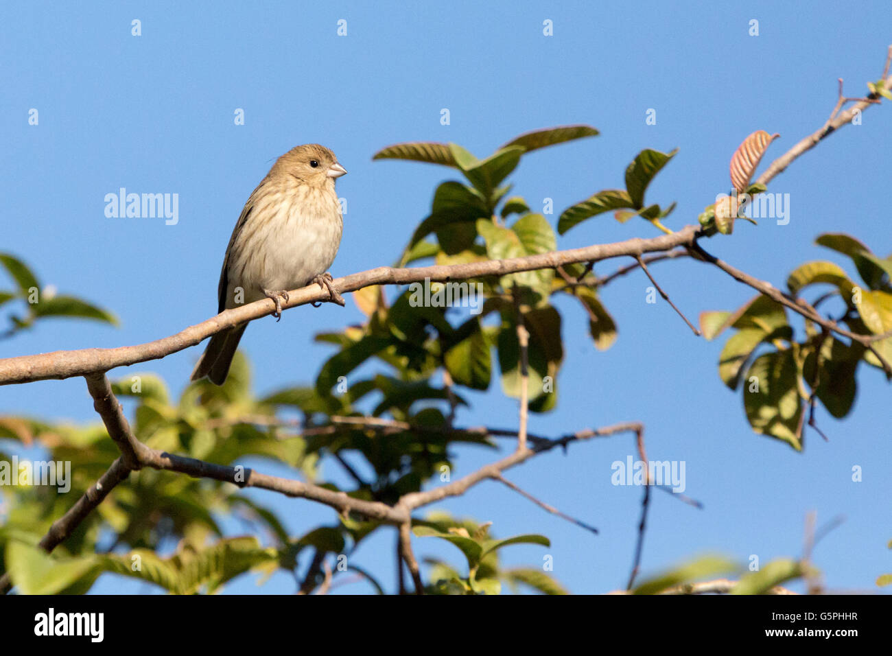 Asuncion, Paraguay. Juni 2016. Ein weiblicher safranfinkenvogel (Sicalis flaveola) sonnt sich, während er auf einem Guavazweig sitzt, wird an sonnigen Tagen in Asuncion, Paraguay, beobachtet. Anm.: Andre M. Chang/Alamy Live News Stockfoto