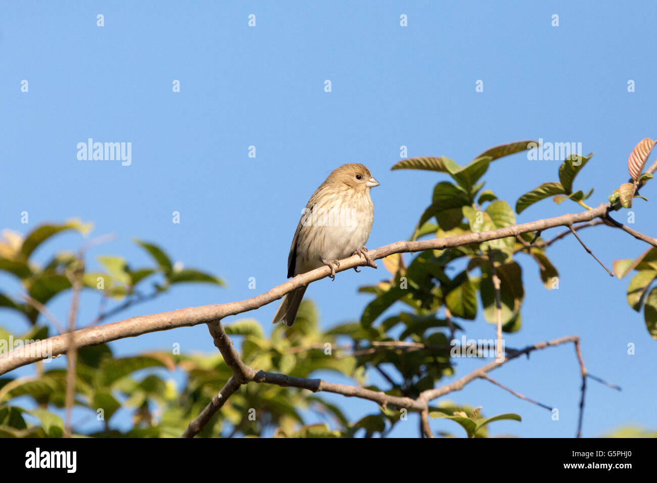Asuncion, Paraguay. Juni 2016. Ein weiblicher safranfinkenvogel (Sicalis flaveola) sonnt sich, während er auf einem Guavazweig sitzt, wird an sonnigen Tagen in Asuncion, Paraguay, beobachtet. Anm.: Andre M. Chang/Alamy Live News Stockfoto