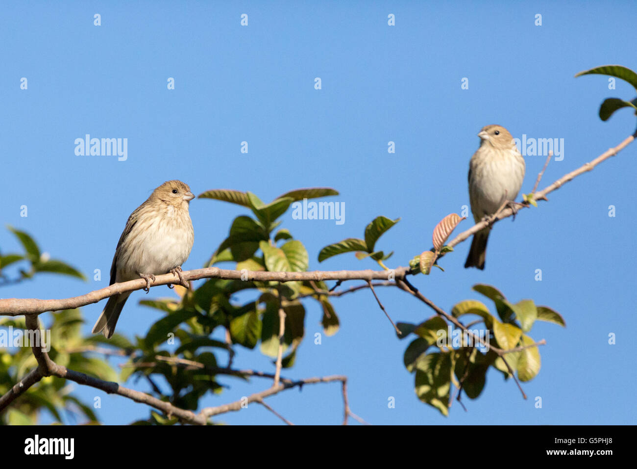 Asuncion, Paraguay. 22. Juni 2016. Ein paar weibliche Safran Finch (Sicalis Flaveola) Vogel Sonnen während thront auf einem Ast Guave, sieht man an sonnigen Tag in Asuncion, Paraguay. Bildnachweis: Andre M. Chang/ARDUOPRESS/Alamy Live-Nachrichten Stockfoto