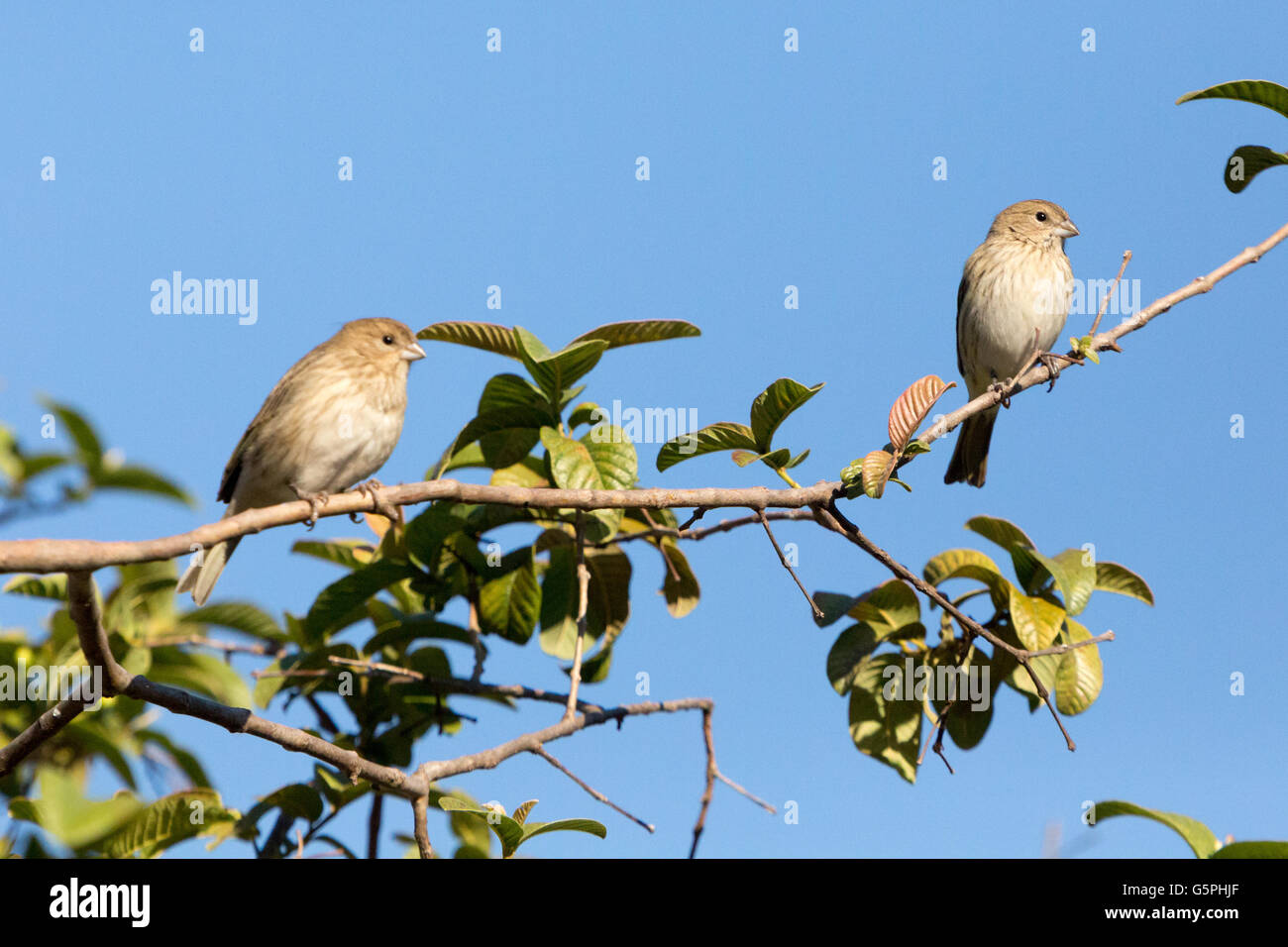 Asuncion, Paraguay. 22. Juni 2016. Ein paar weibliche Safran Finch (Sicalis Flaveola) Vogel Sonnen während thront auf einem Ast Guave, sieht man an sonnigen Tag in Asuncion, Paraguay. Bildnachweis: Andre M. Chang/ARDUOPRESS/Alamy Live-Nachrichten Stockfoto