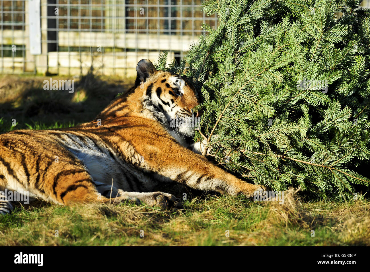 Noahs Ark Zoo Farm Stockfoto Noahs Ark Zoo Farm Stockfoto
