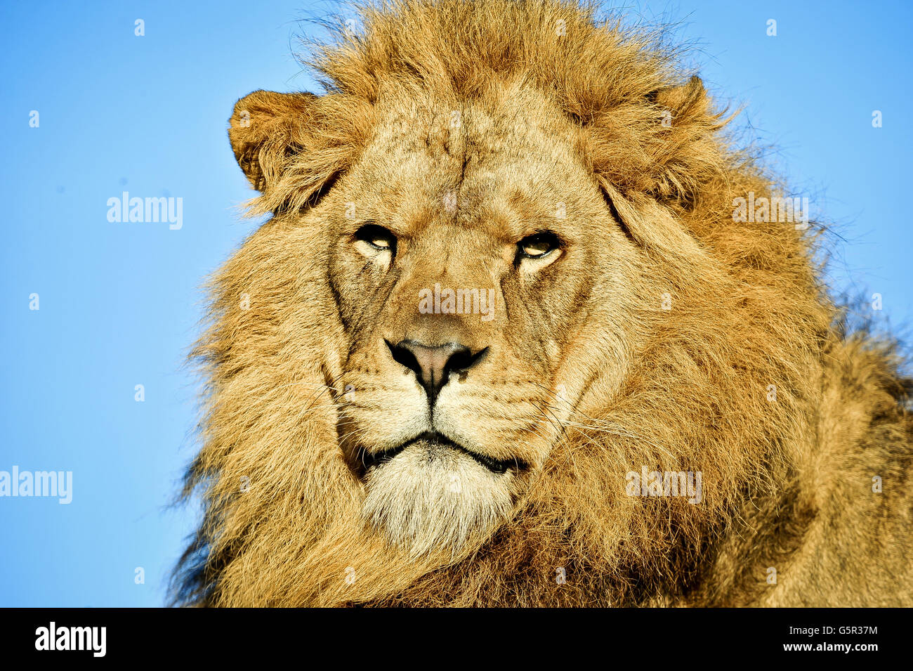 Noahs Ark Zoo Farm Stock Stockfoto