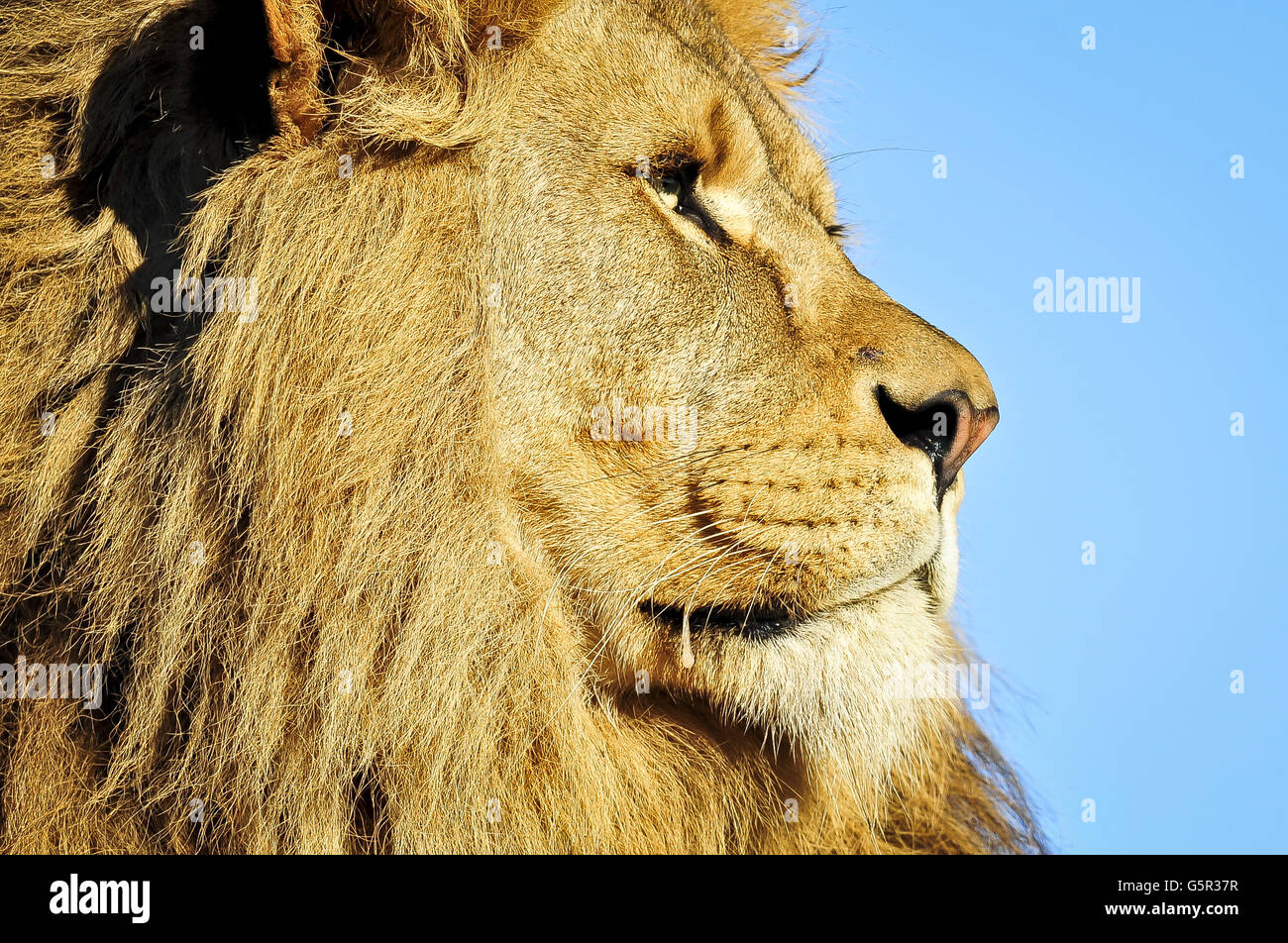 Noahs Ark Zoo Farm Stock Stockfoto Noahs Ark Zoo Farm Stock Stockfoto