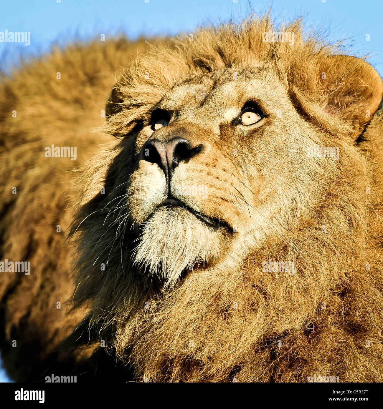 Noahs Ark Zoo Farm Stock Stockfoto Noahs Ark Zoo Farm Stock Stockfoto