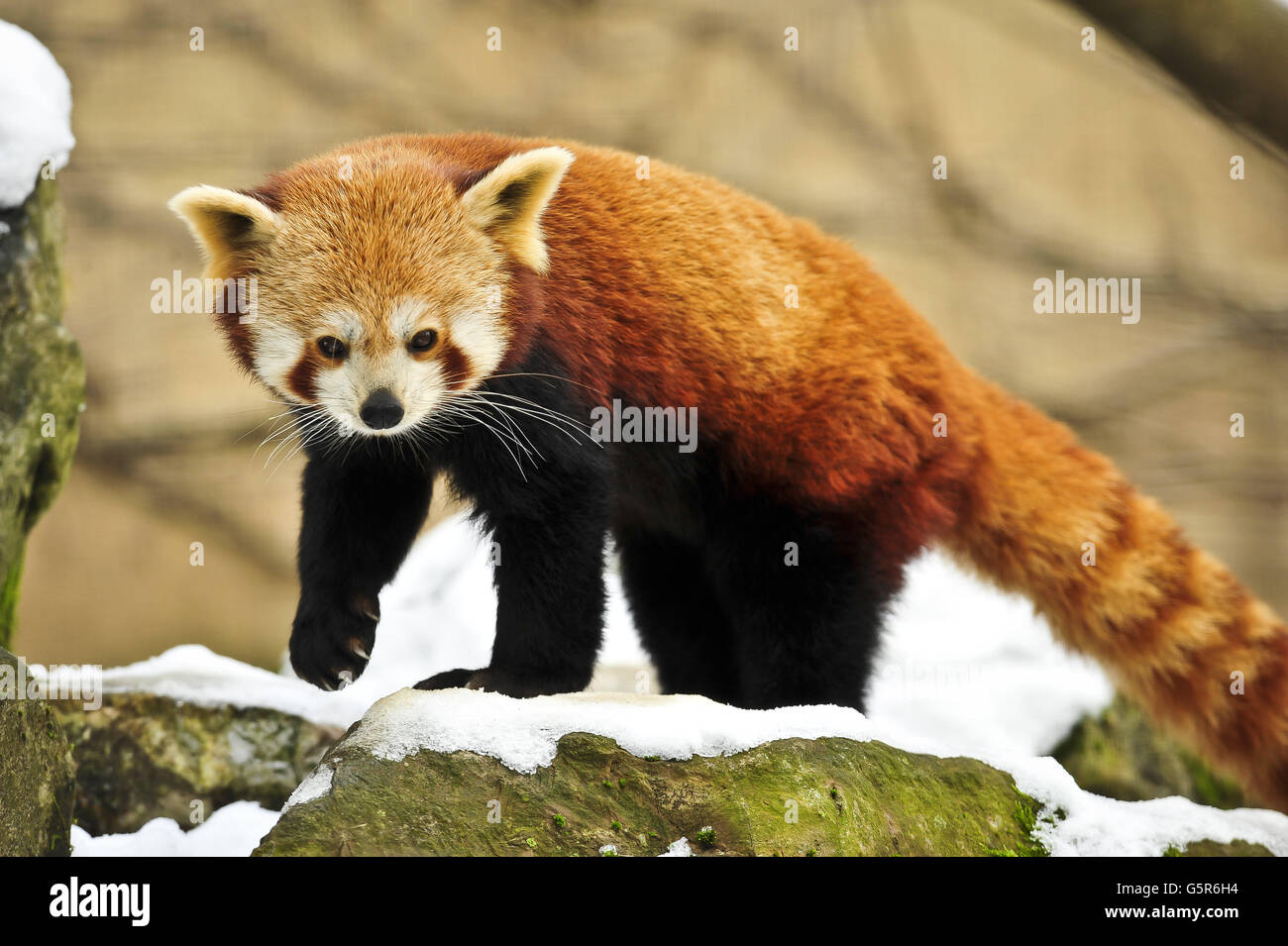 Ein roter Panda, der im Schnee in den Bristol Zoo Gardens herumläuft, wo am Wochenende Schnee fiel. Stockfoto