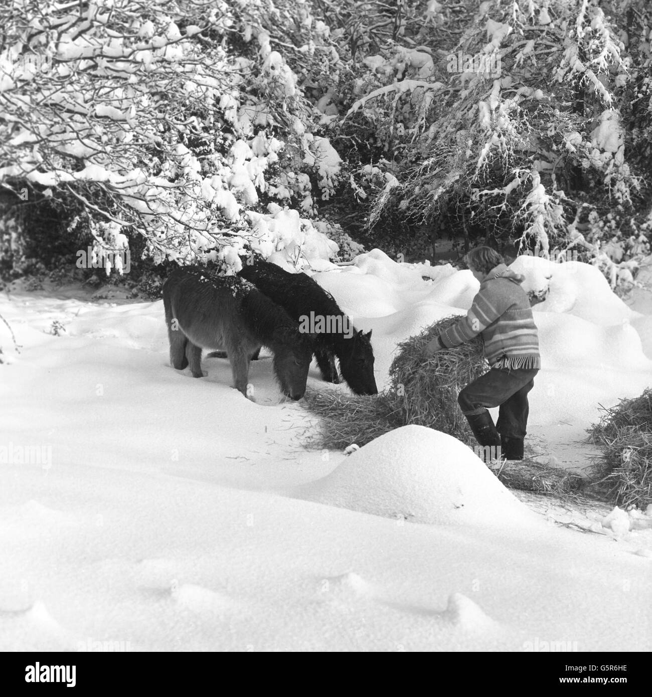 Ponys aus dem New Forest fressen Futter unter schneebedeckten Bäumen. Eine Gruppe von Freiwilligen arbeitet mit der RSPCA zusammen, um Ponys, die aufgrund des schlechten Wetters unter Hungergefahr stehen, Nahrung zu bringen. Stockfoto