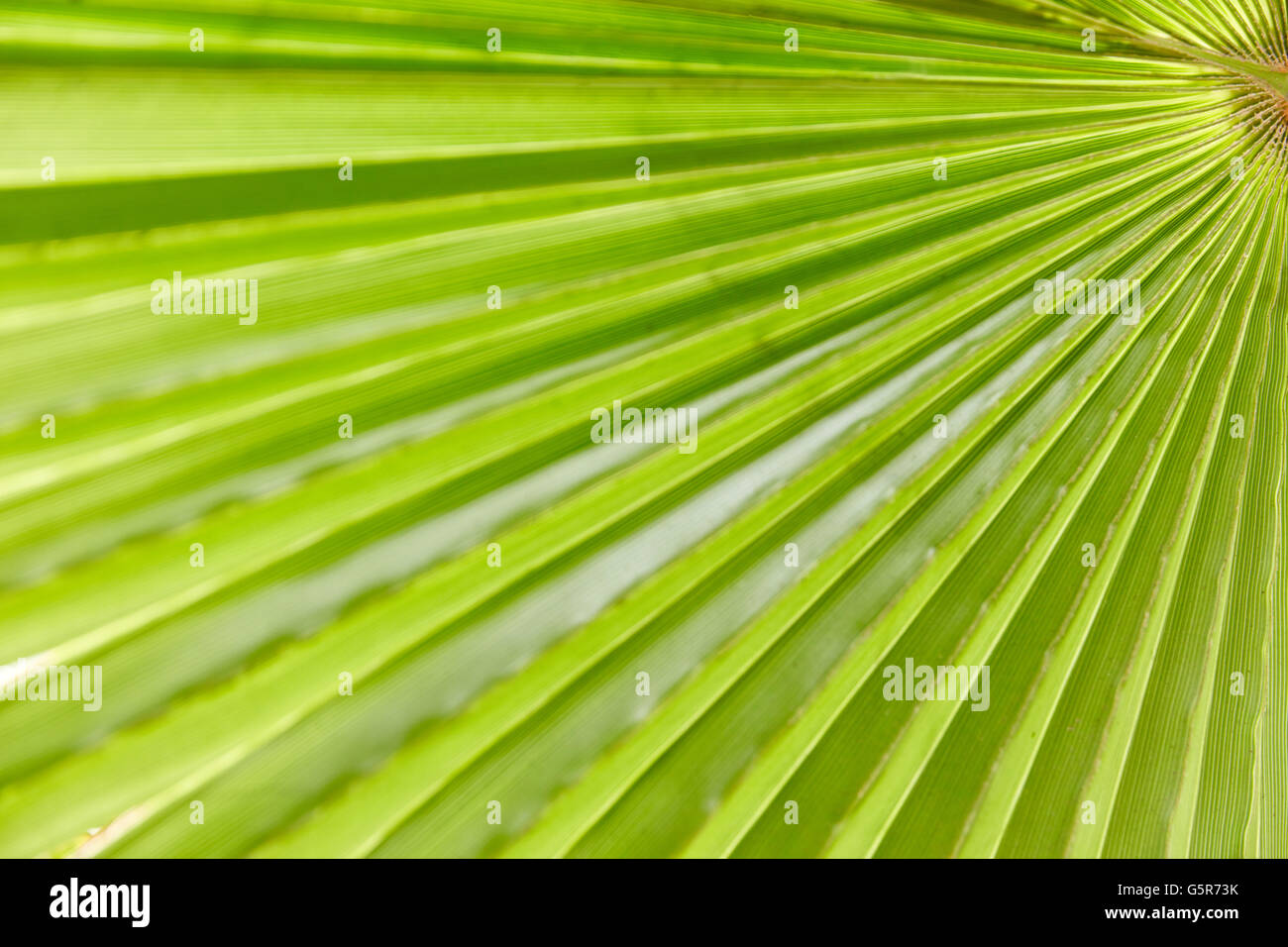 Grünen Palmen Blatt-Textur als Dschungel-Hintergrund Stockfoto