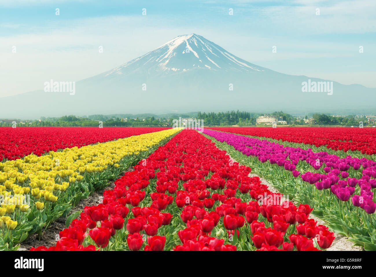 Landschaft von Japan Tulpen mit Mt.fuji. Bunte Tulpen. Tulpen im Frühling und Mt.fuji in Japan. Stockfoto