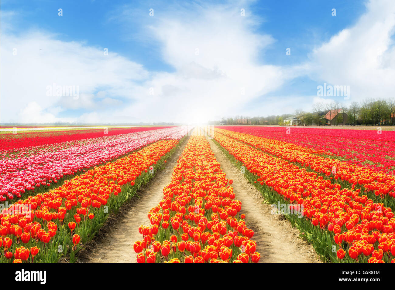 Landschaft der Niederlande Tulpen mit Sonnenlicht. Bunte Tulpen. Tulpen im Frühling in den Niederlanden. Stockfoto