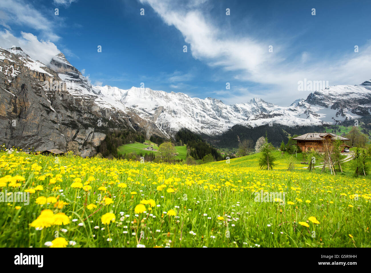Grindelwald Landschaft, Schweiz - Landschaft der gelben Blumenfelder in der Schweiz. Landschaft mit grünen Wiesen und berühmten stun Stockfoto