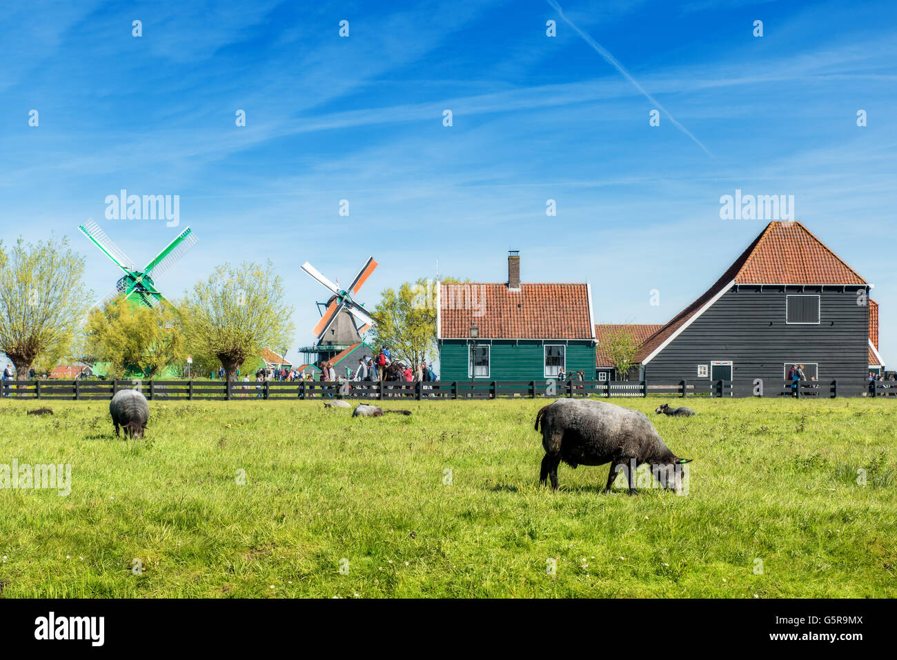 Bauernhof in Niederlande. Holländische Windmühle in frischen Feld-Hof im Sommer an die Niederlande. Bauernhof-Szene in Deutschland. Stockfoto