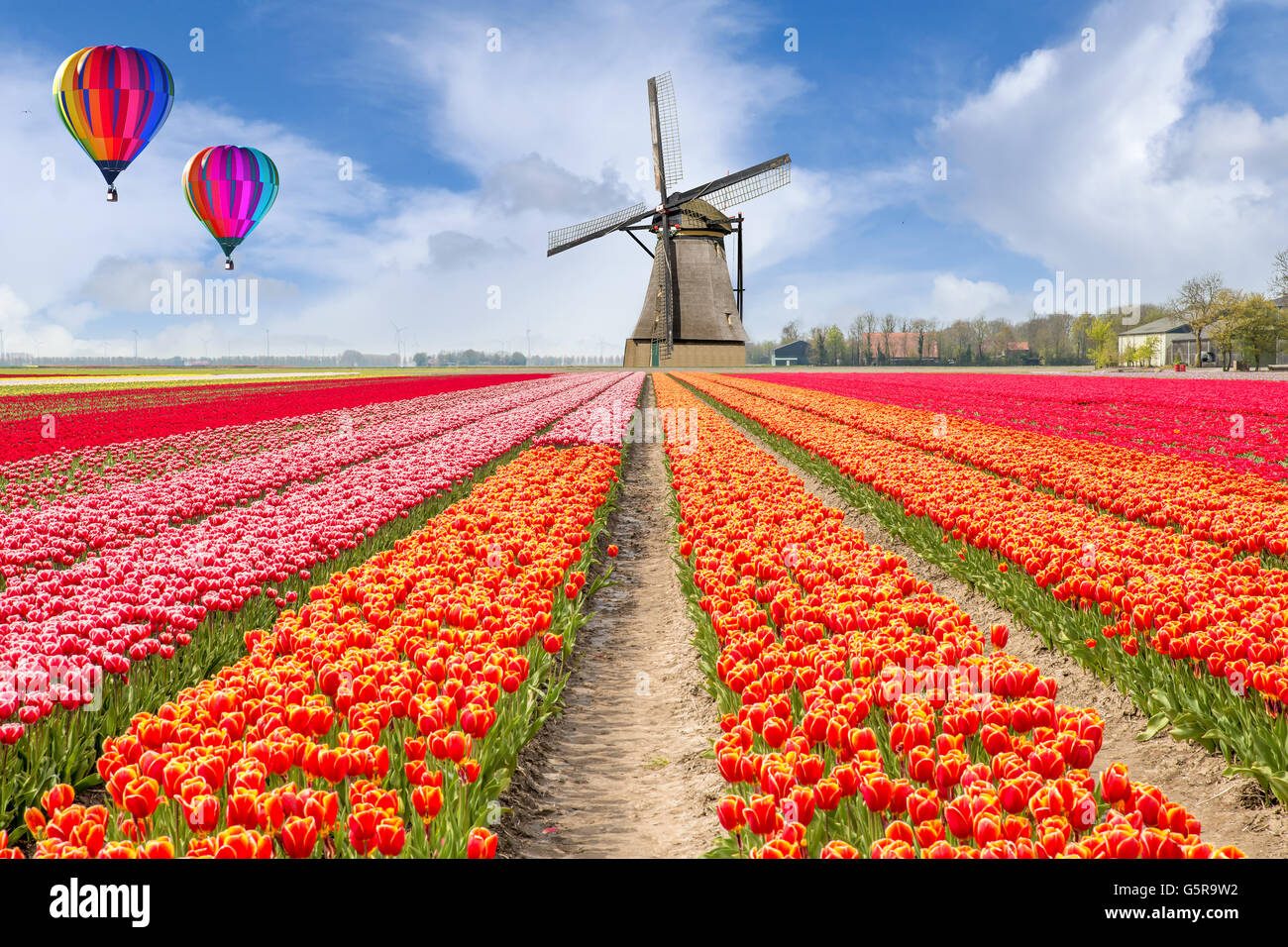 Landschaft der Niederlande Strauß Tulpen mit Heißluftballon. Bunte Tulpen. Tulpen im Frühling und Windmühlen Stockfoto