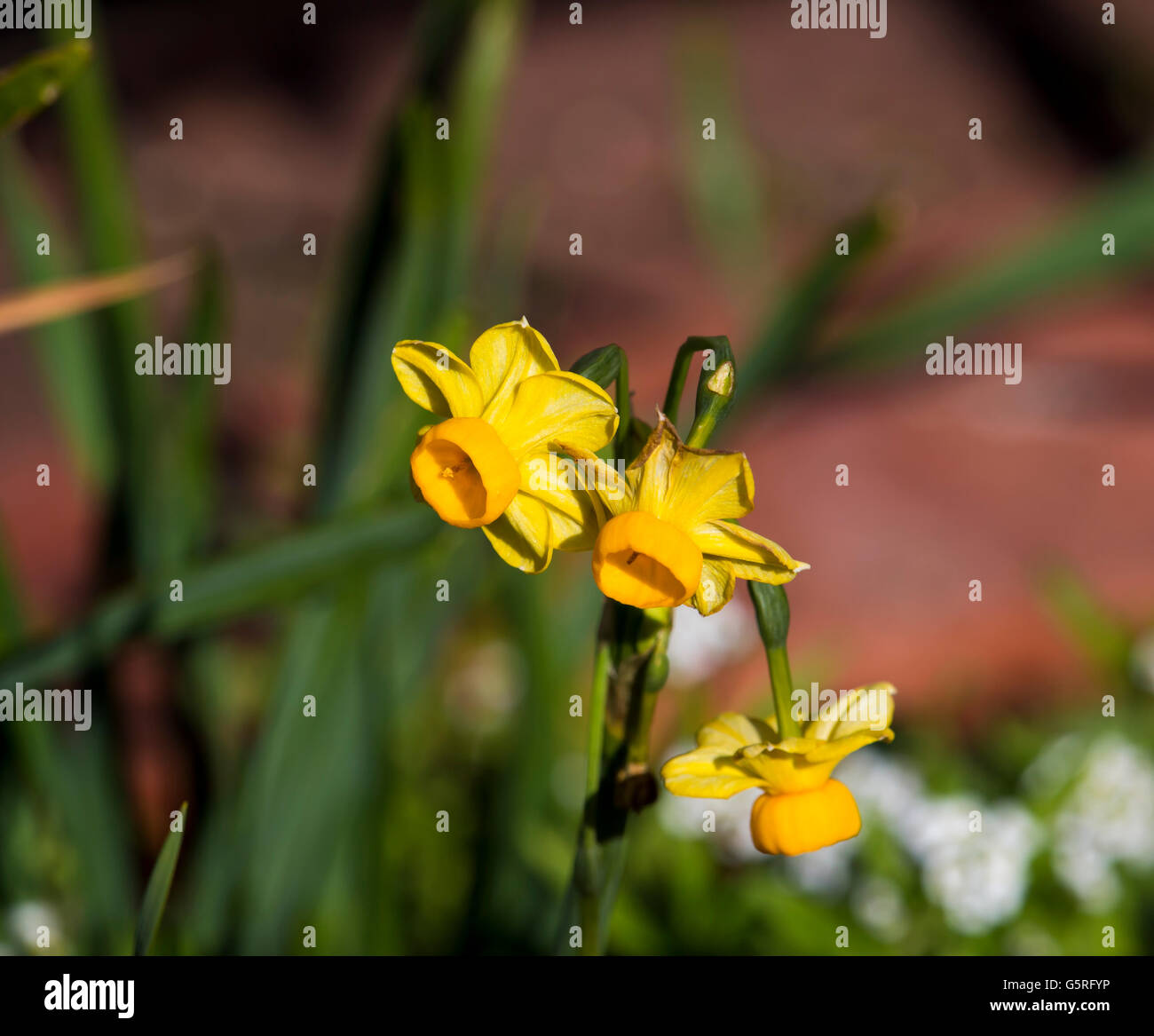 Hübsche Narcissus Jonquilla Tazetta den gemeinsamen Garten Jonquil ist ein Hardy Birne mit leuchtend gelben Blüten und Cup zu verbreiten. Stockfoto