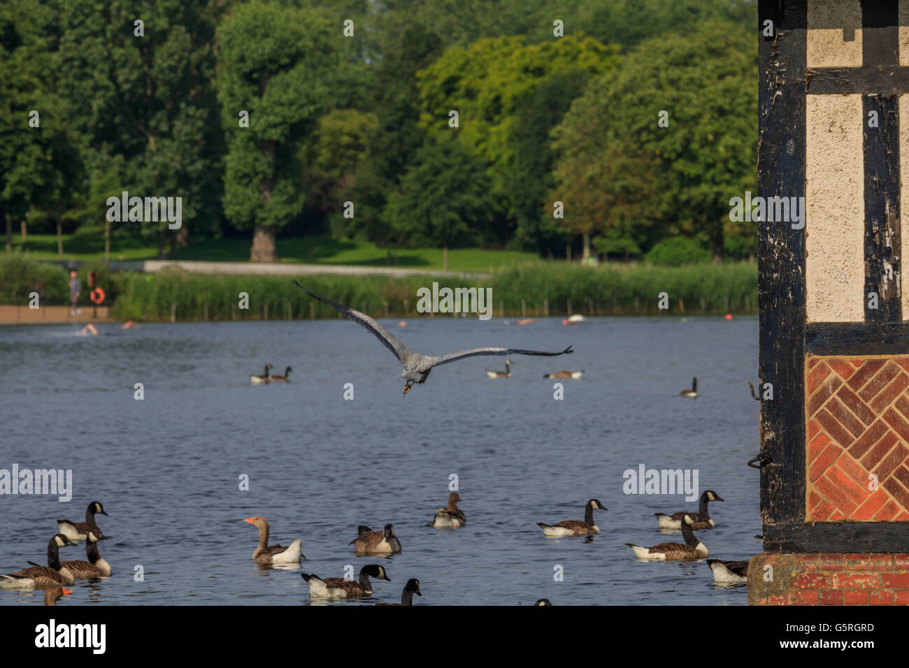 Eine große Gruppe der Vögel wird von einer Dame mit Brot im Hyde Park London feed Stockfoto