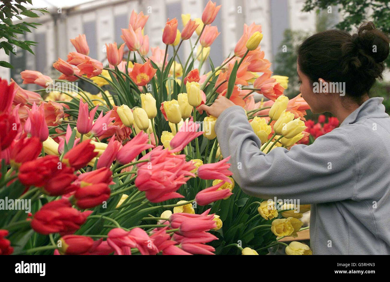 Während die Vorbereitungen für die Chelsea Flower Show, Royal Hospital, London, weitergehen, bringt Sonia Thimmiah den letzten Schliff an den Blooms-Bulbs Stand in Melchbourne. Stockfoto