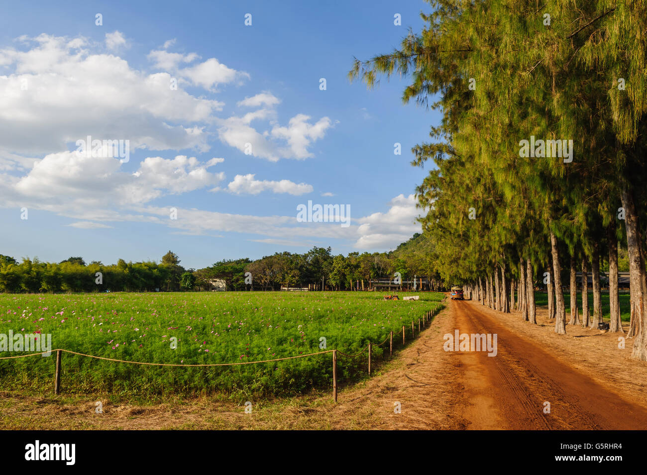 Himmel-Blumengarten in Jim Thompson Farm, Nakornratchasrima, Thailand Stockfoto