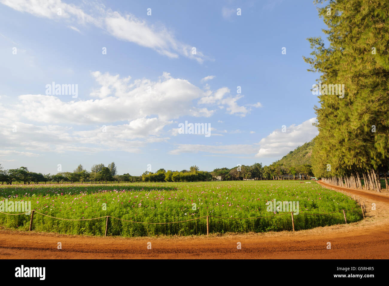 Himmel-Blumengarten in Jim Thompson Farm, Nakornratchasrima, Thailand Stockfoto