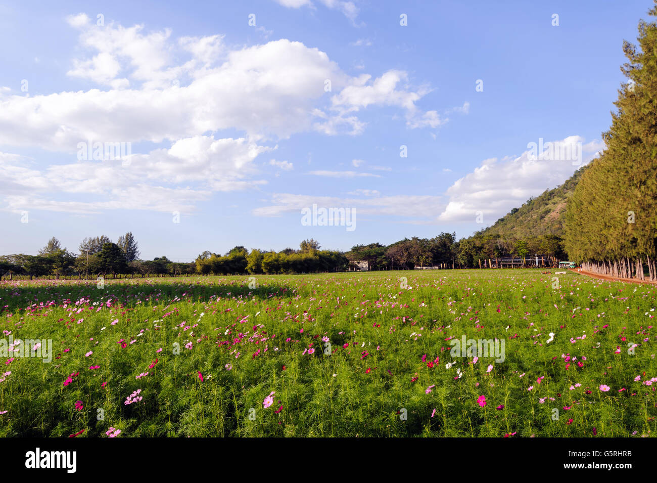 Himmel-Blumengarten in Jim Thompson Farm, Nakornratchasrima, Thailand Stockfoto