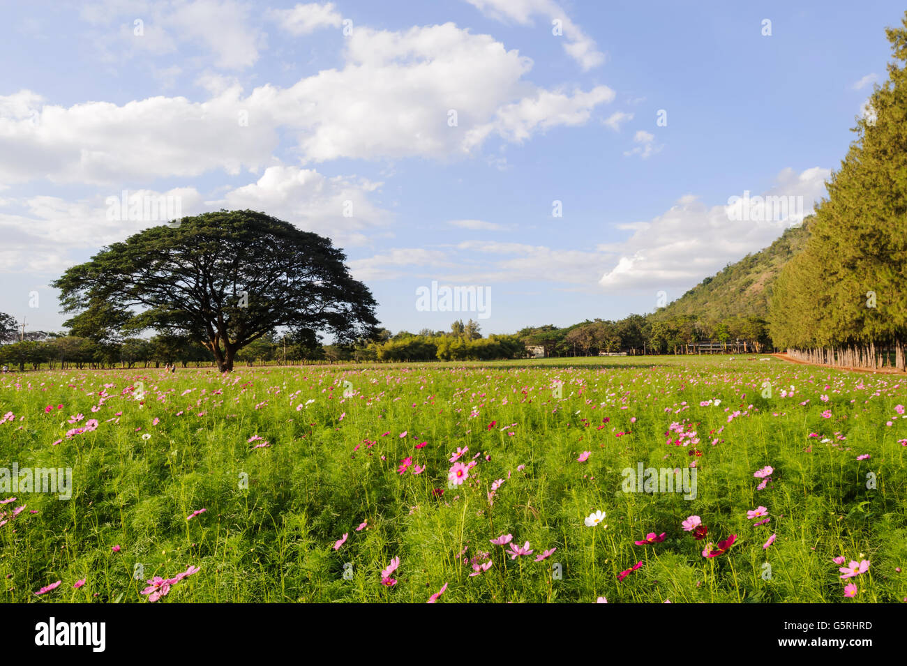 Himmel-Blumengarten in Jim Thompson Farm, Nakornratchasrima, Thailand Stockfoto