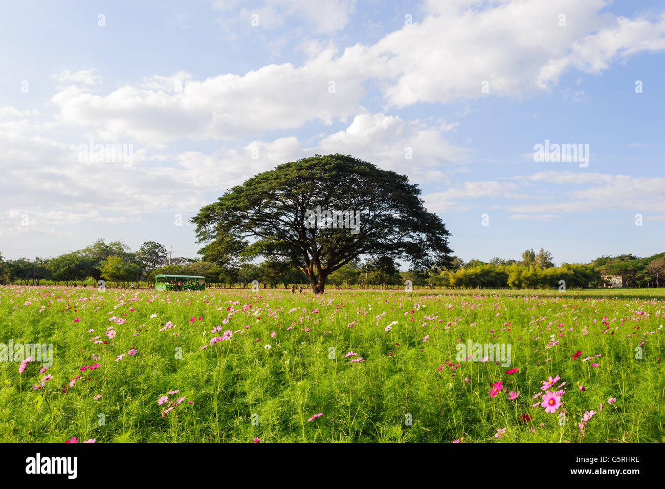 Himmel-Blumengarten in Jim Thompson Farm, Nakornratchasrima, Thailand Stockfoto