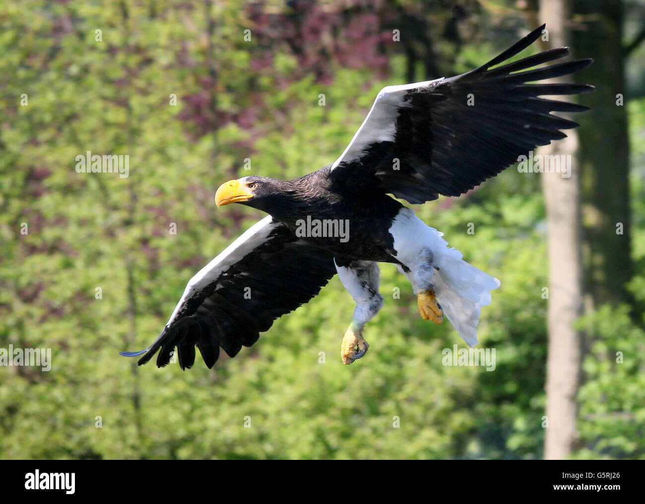 East Asian Pacific Steller Seeadler (Haliaeetus Pelagicus) im Flug Stockfoto