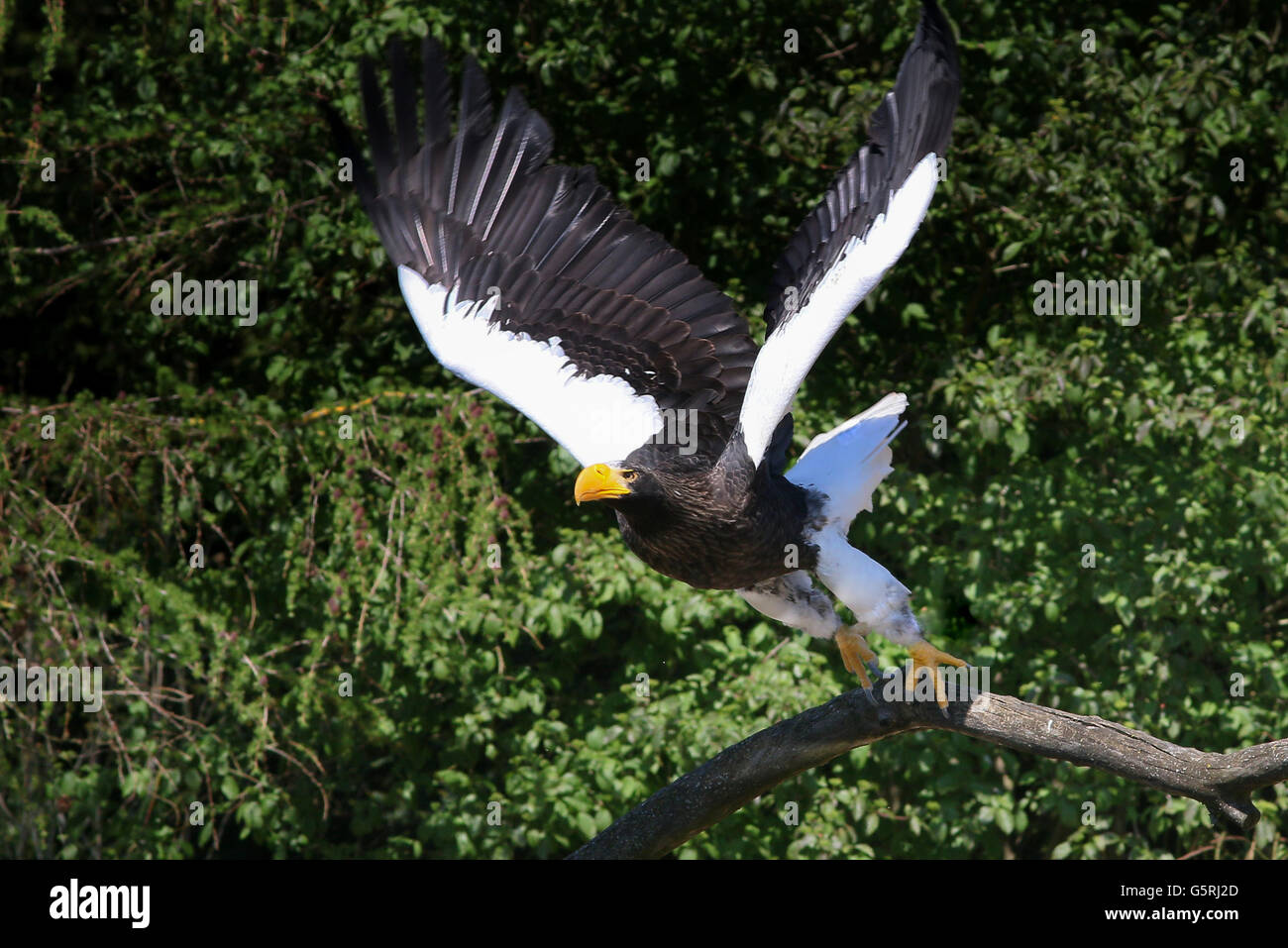 Pacific Steller Seeadler (Haliaeetus Pelagicus) ausziehen Stockfoto