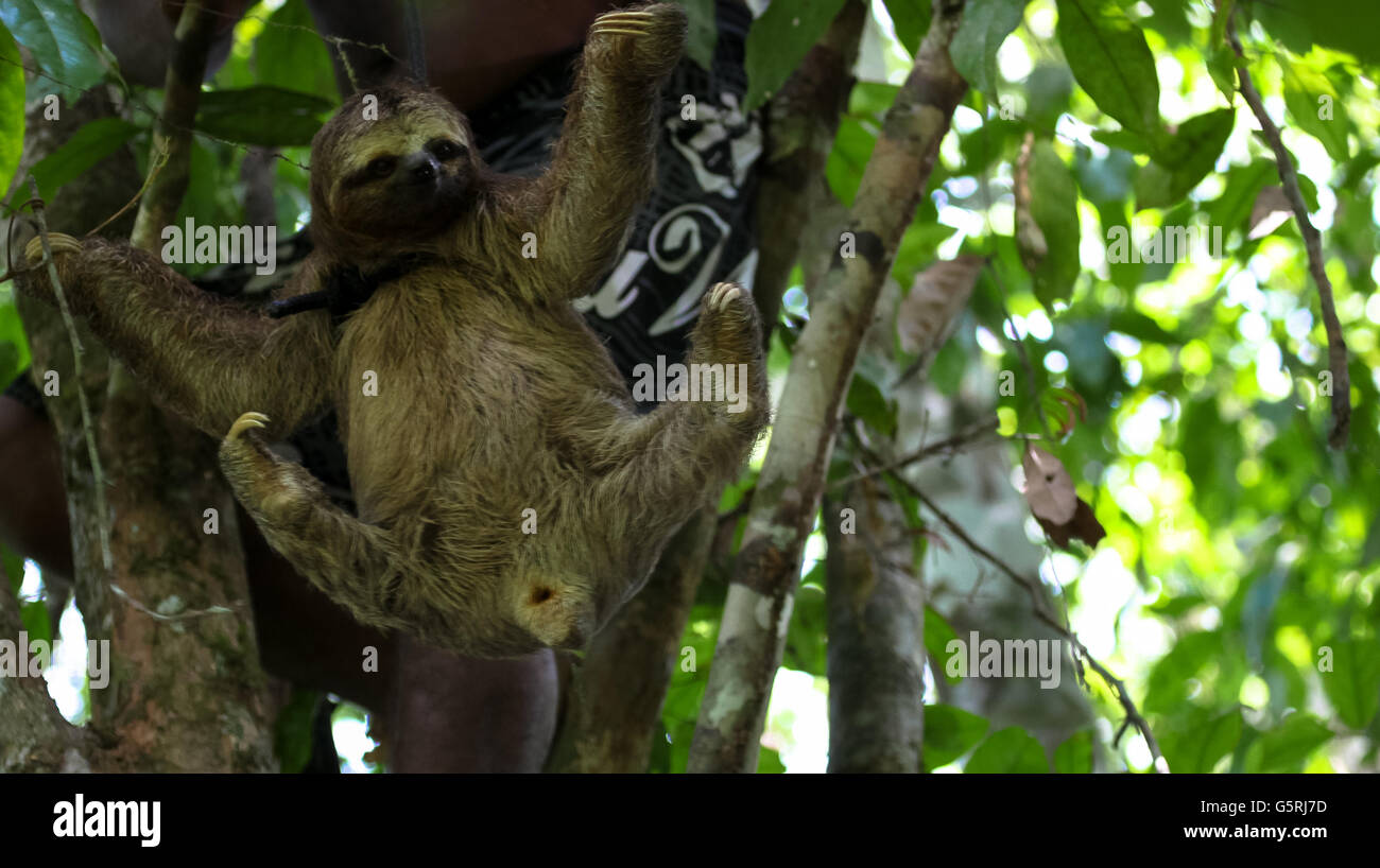 Bradypus, eine sehr langsame Tier im Amazonas-Dschungel Stockfoto