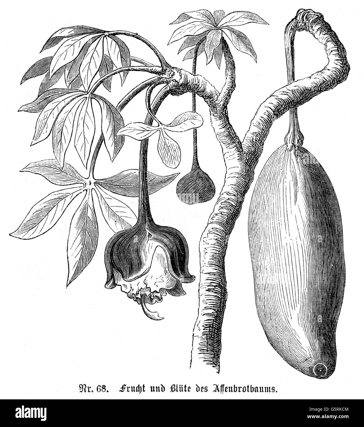 botanik, Bäume, Affe-Brot-Baum (Adansonia digitata), Ast, Blätter, Früchte und Blüten, Holzstich, 19. Jahrhundert, Baobab, Affenbrot, verlassen, Obst, Blüte, Pflanzen, Malvaceae, historisch, Schnittgut, Ausschnitte, Ausschnitte, Zusatzrechte-Clearences-nicht vorhanden Stockfoto
