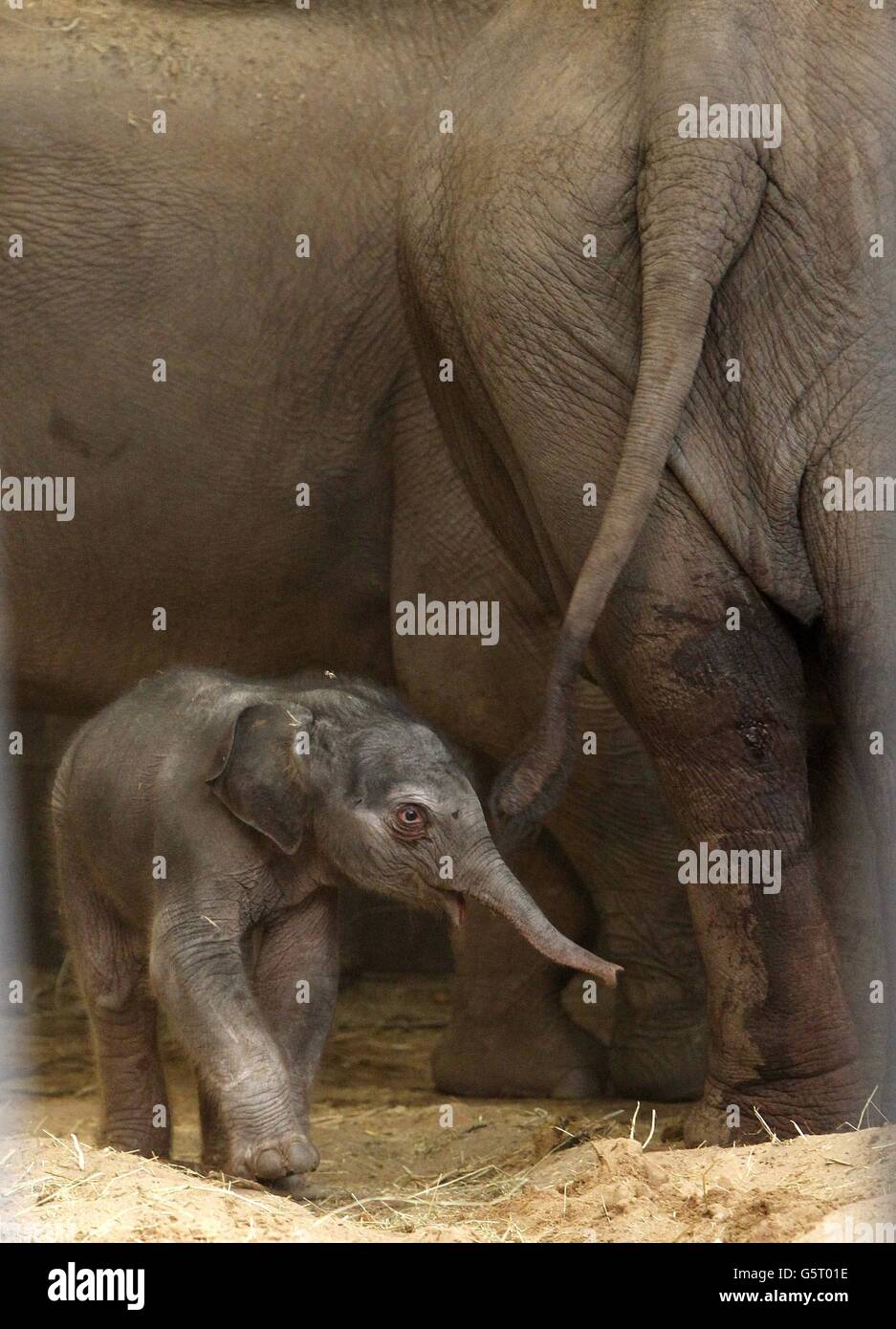 Ein asiatisches Elefantenkalb, das gestern Abend im Chester Zoo von Mutter Sithami geboren wurde. Stockfoto