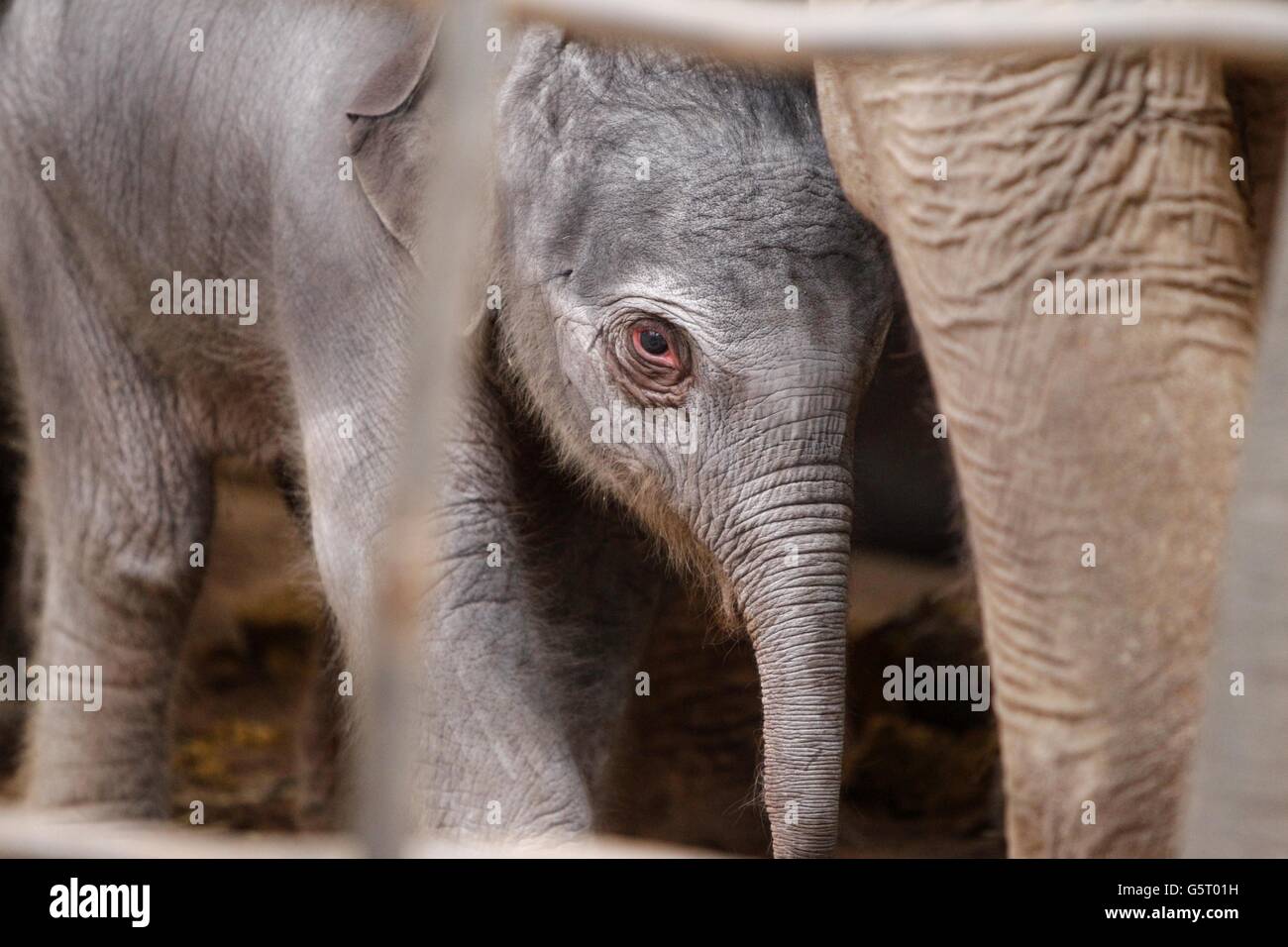 Neues Elefantenbaby im Chester Zoo. Ein asiatisches Elefantenkalb, das gestern Abend im Chester Zoo als Mutter Sithami geboren wurde. Stockfoto