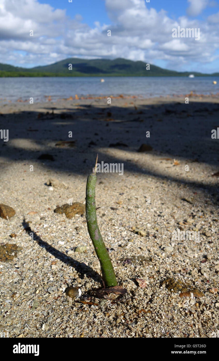 Samen von roten Mangroven (Rhizophora SP.) sprießen in den Strand von