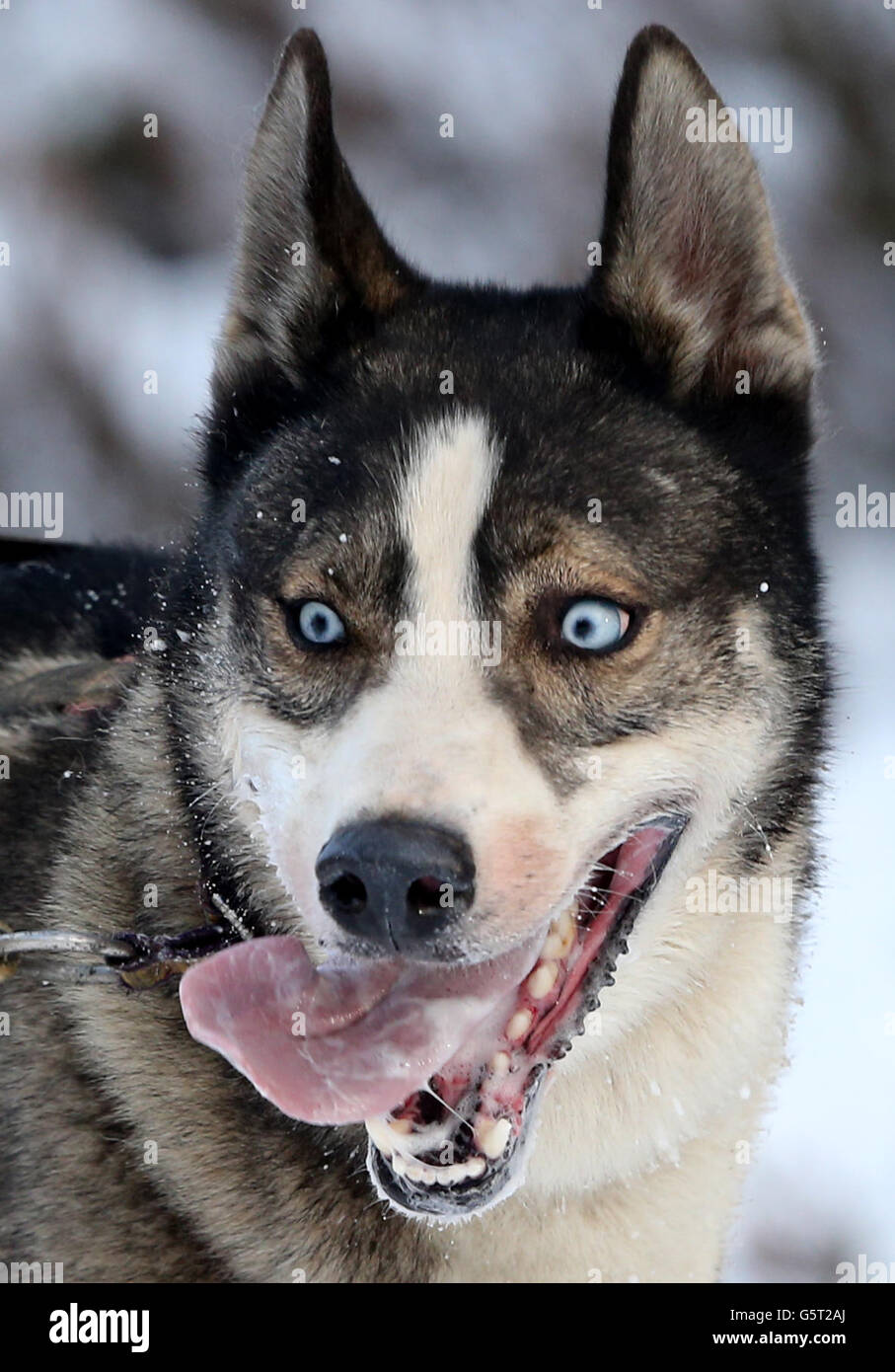 Huskies beim Training in den Wäldern bei Feshiebridge für die 30. Siberian Husky Club Aviemore Sled Dog Rally, die am Loch Morlich bei Aviemore stattfindet. Stockfoto