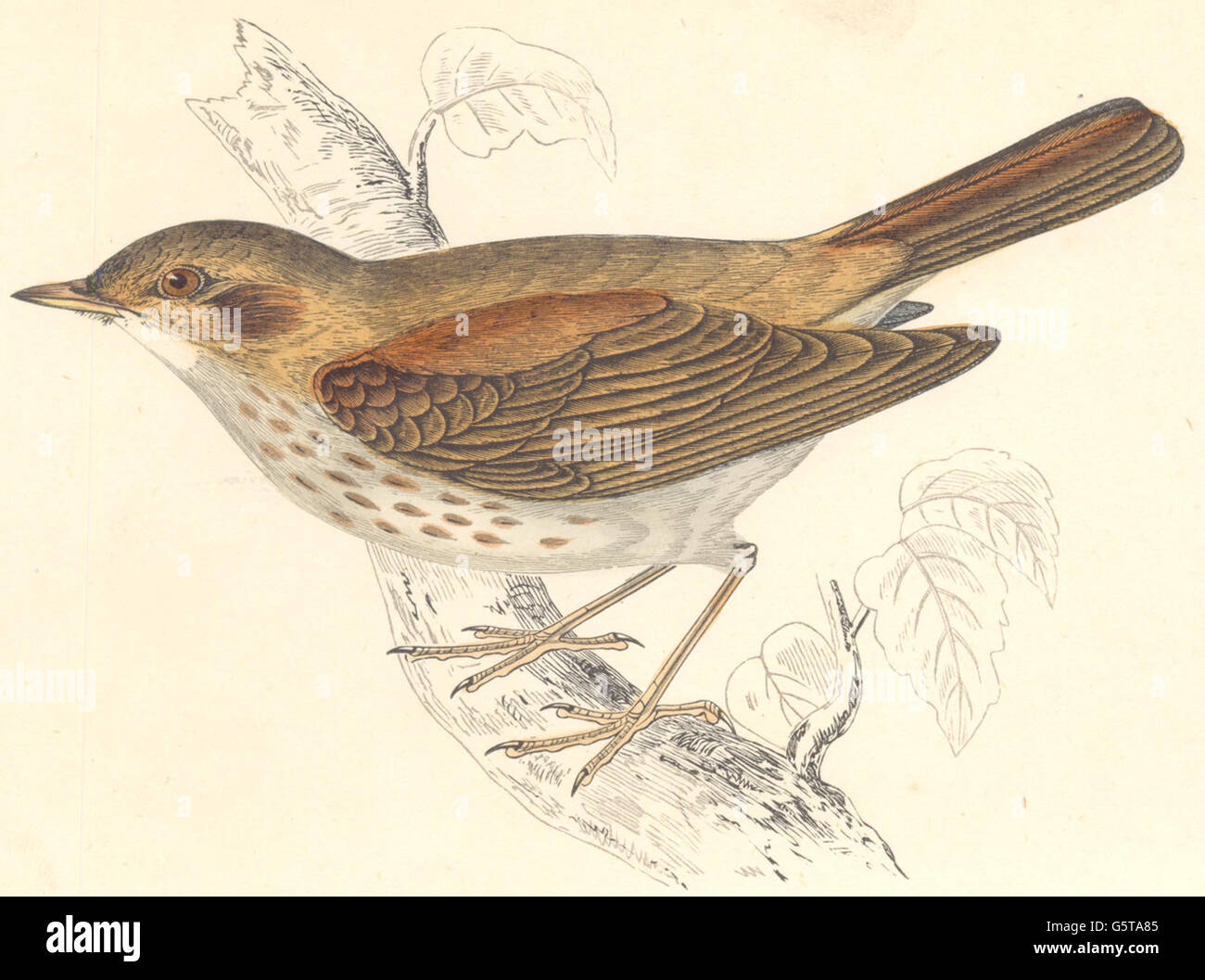 Vögel: Thrush Nightingale. Gefunden in Europa (Morris), antike print 1880 Stockfoto