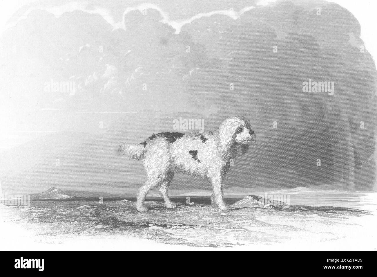 Hunde: Pudel. Feine Stahl graviert Vignette. F. knapp (Edward Jesse), 1846 Stockfoto