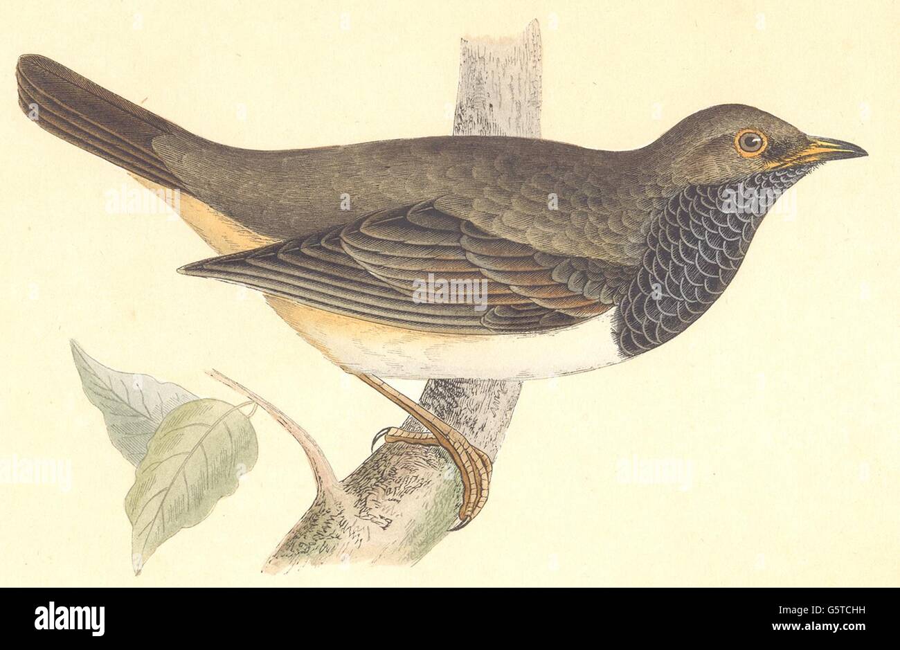 Vögel: Black - Throated Soor (Bree), antique print 1859 Stockfoto
