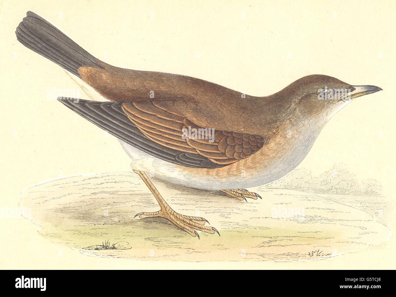 Vögel: Hellen Soor (Bree), antike print 1859 Stockfoto