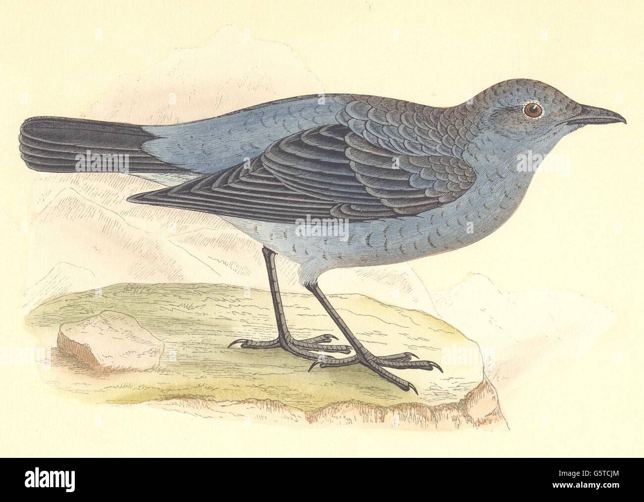 Vögel: Blaue Soor (Bree), antike print 1859 Stockfoto