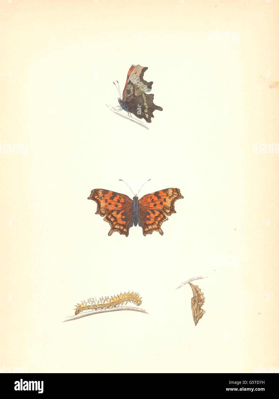 Schmetterlinge: Komma (Morris), antique print 1870 Stockfoto