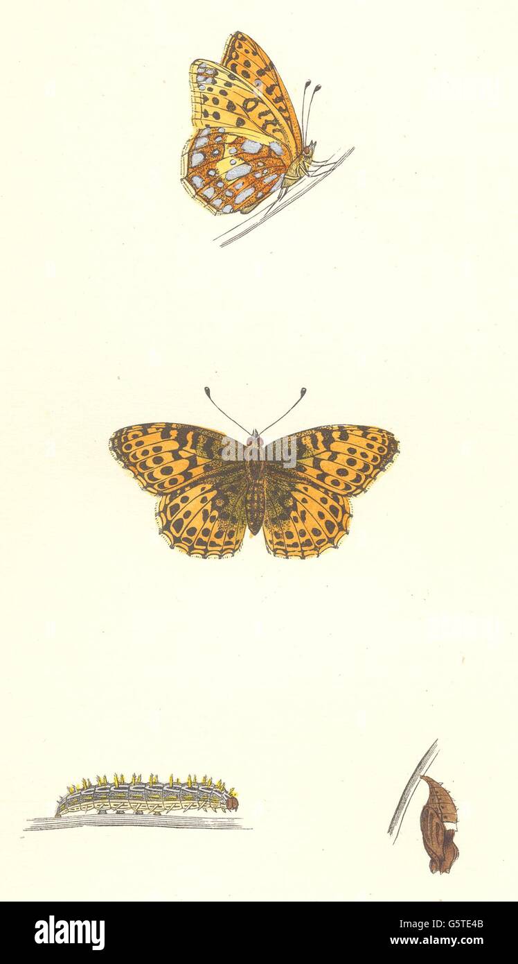 Schmetterlinge: Königin von Spanien Fritillary (Morris), antique print 1868 Stockfoto