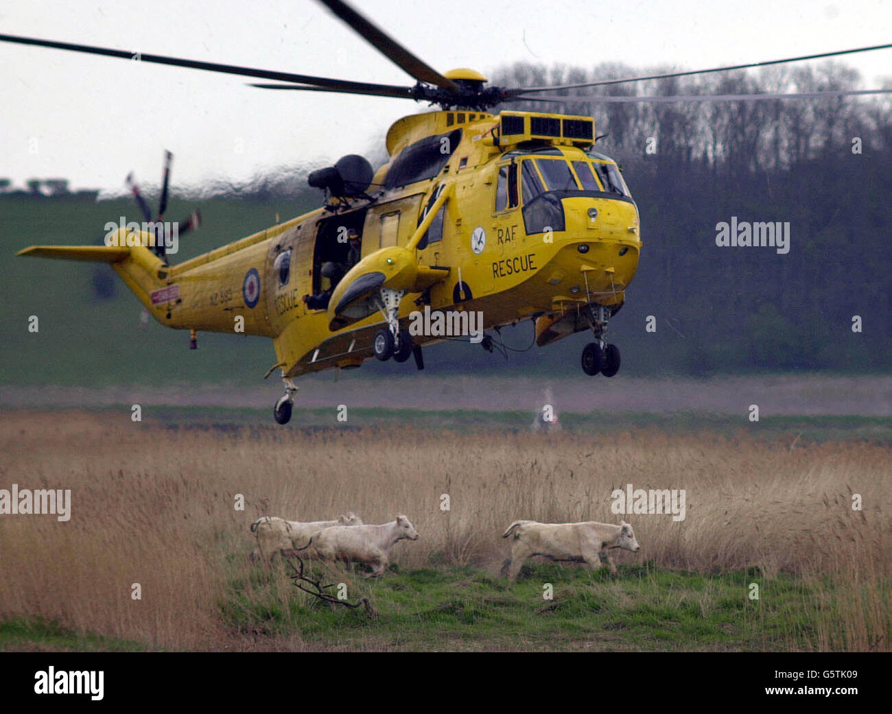 Ein RAF Air Sea Rescue Hubschrauber rundet Rinder, die auf einer Insel in der Humber Mündung gefangen waren. Die Charolais-Kühe, die aus ihrem Zuhause auf der Faxfleet Hall Farm in der Nähe von Broomfield, East Yorkshire, geflohen waren, waren rund eine Viertelmeile durch Felder marschiert. *... bevor Sie über einen Teil des Flusses Humber schwimmen und sich auf dem 200 Hektar großen Whitten Sand niederlassen. Stockfoto