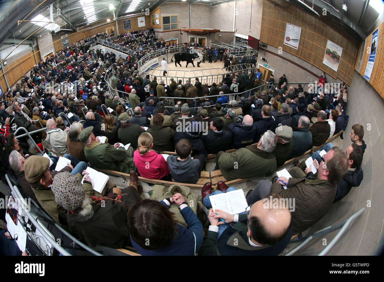 Stirling-Bull-show Stockfoto