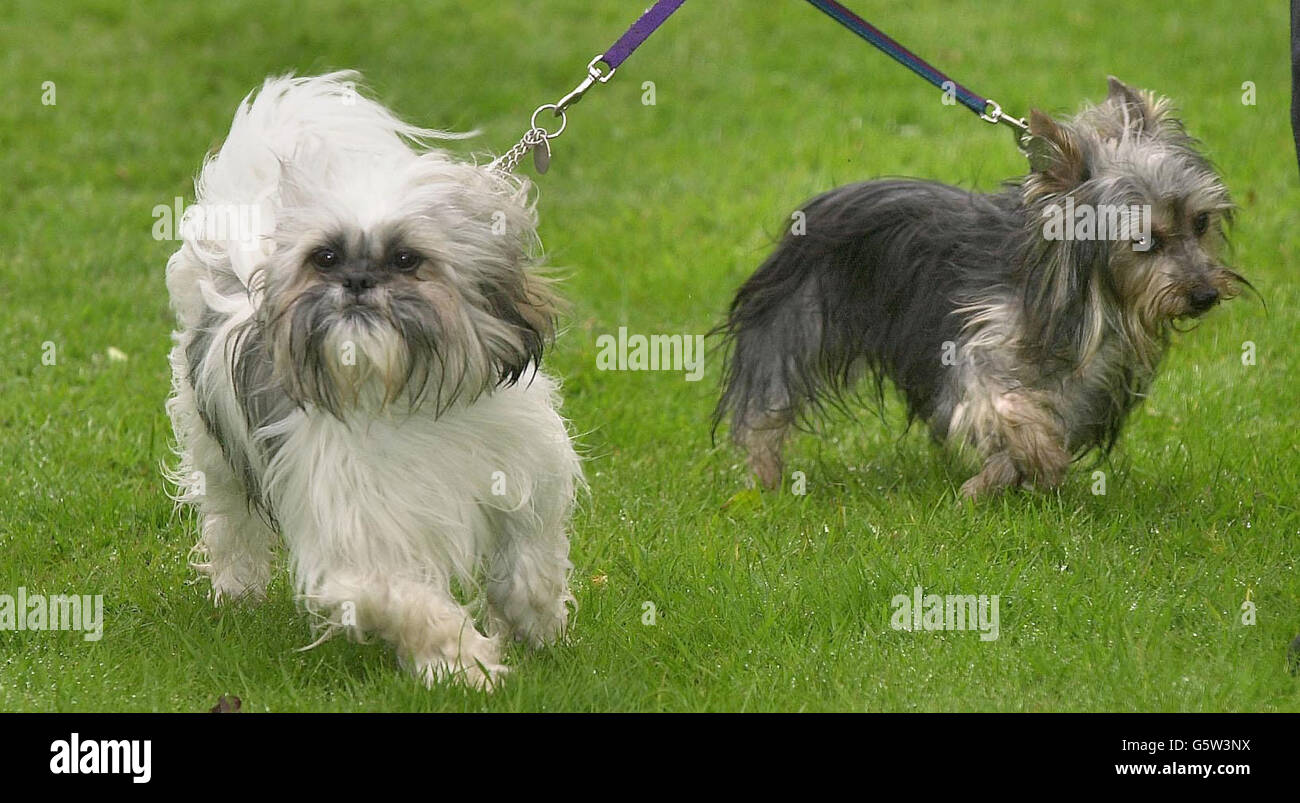 Pepper (links) ein Shih Tzu und Millie ein Yorkshire Terrier genießen das Leben, nachdem die beiden im Juli letzten Jahres (2001) von der RSPCA aus einem Haus in Reading verklagt wurden. Es handelte sich um etwa 58 Tiere, die in einem hungernden und emanciated Zustand gerettet wurden. * Tierschutzgruppen hoffen, dass die Regierung eine Änderung des Tierschutzgesetzes bekannt geben wird. Stockfoto