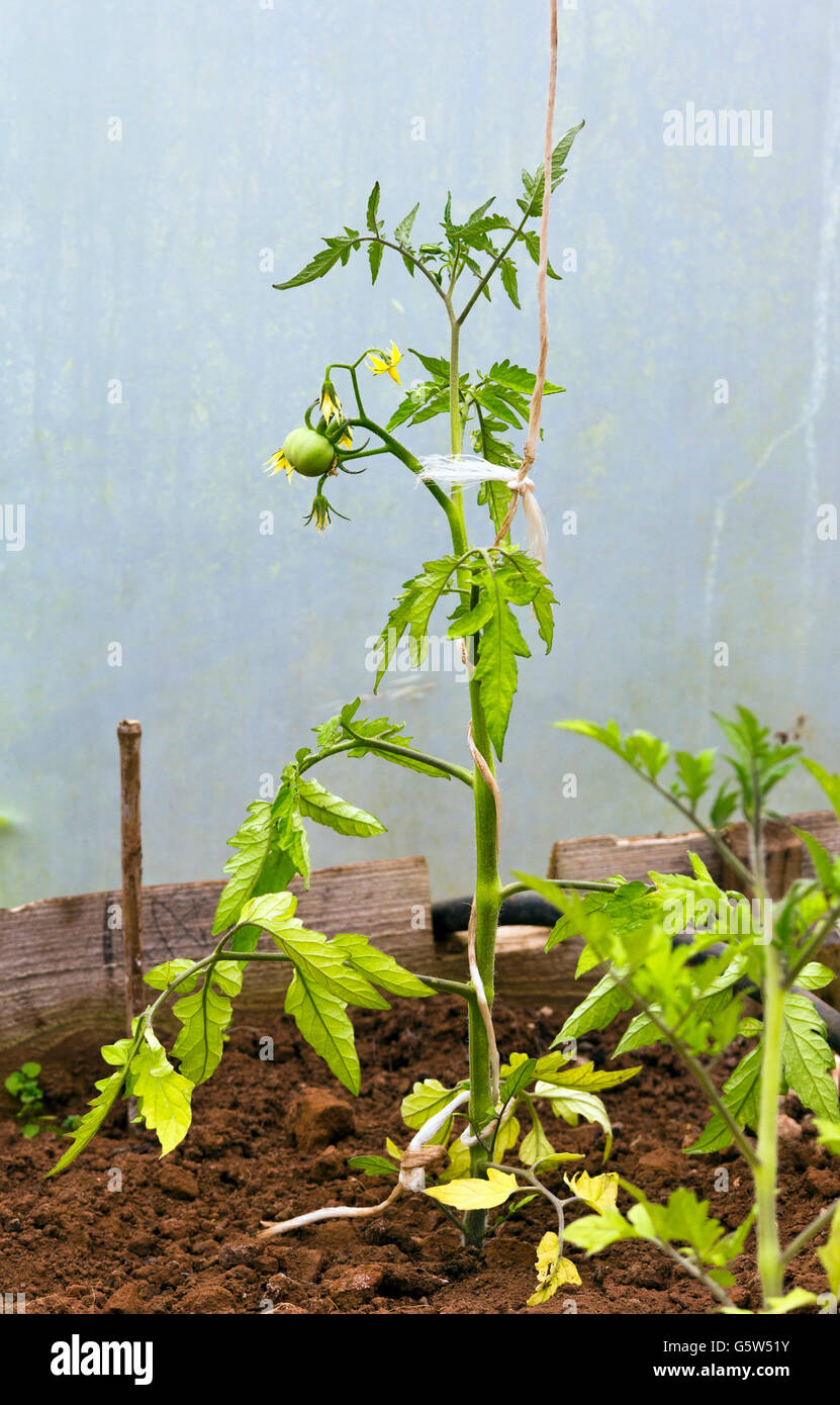 Tomatenpflanze, die mit einer Schnur umwickelt, es aufrecht zu halten Stockfoto