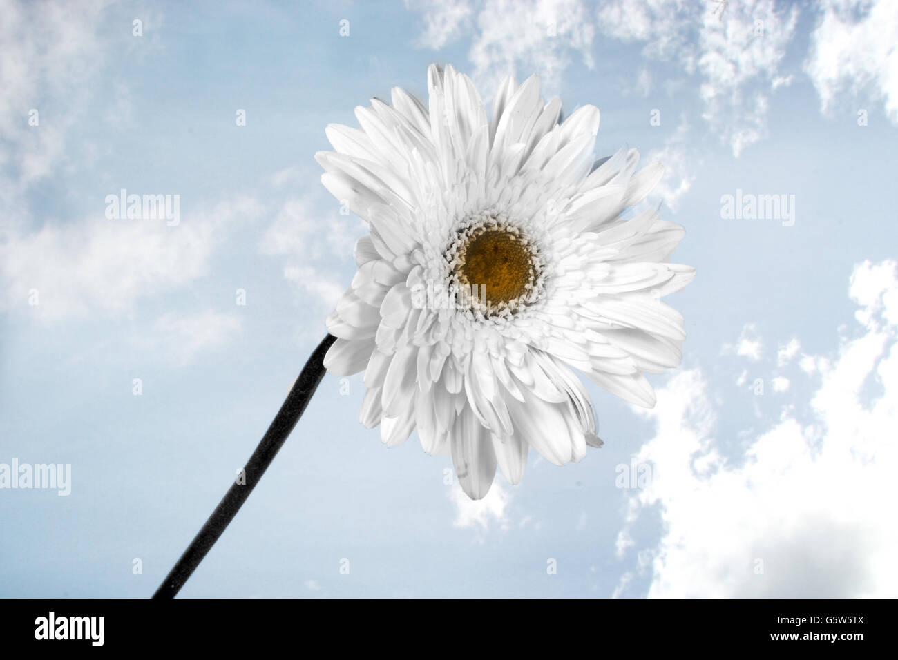 Eine weiße Blume auf Himmelshintergrund symbolisiert Göttlichkeit. Stockfoto