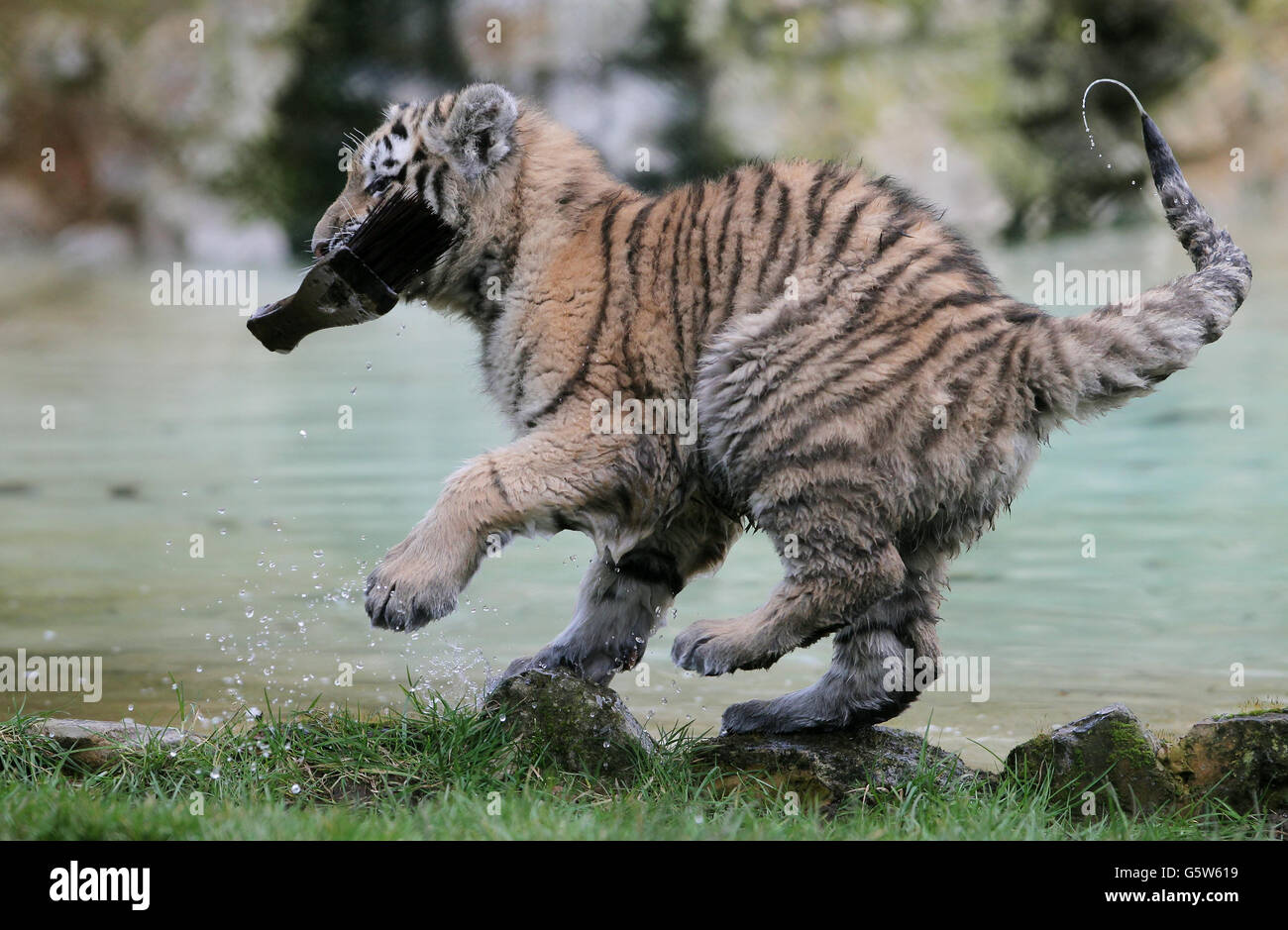 Tiger halten ihren Einzug in Howletts Stockfoto