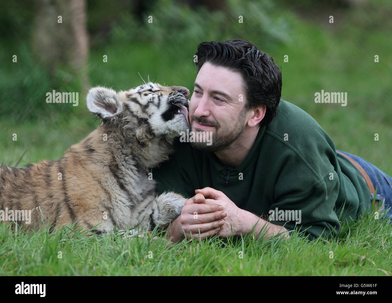 Tiger halten ihren Einzug in Howletts Stockfoto