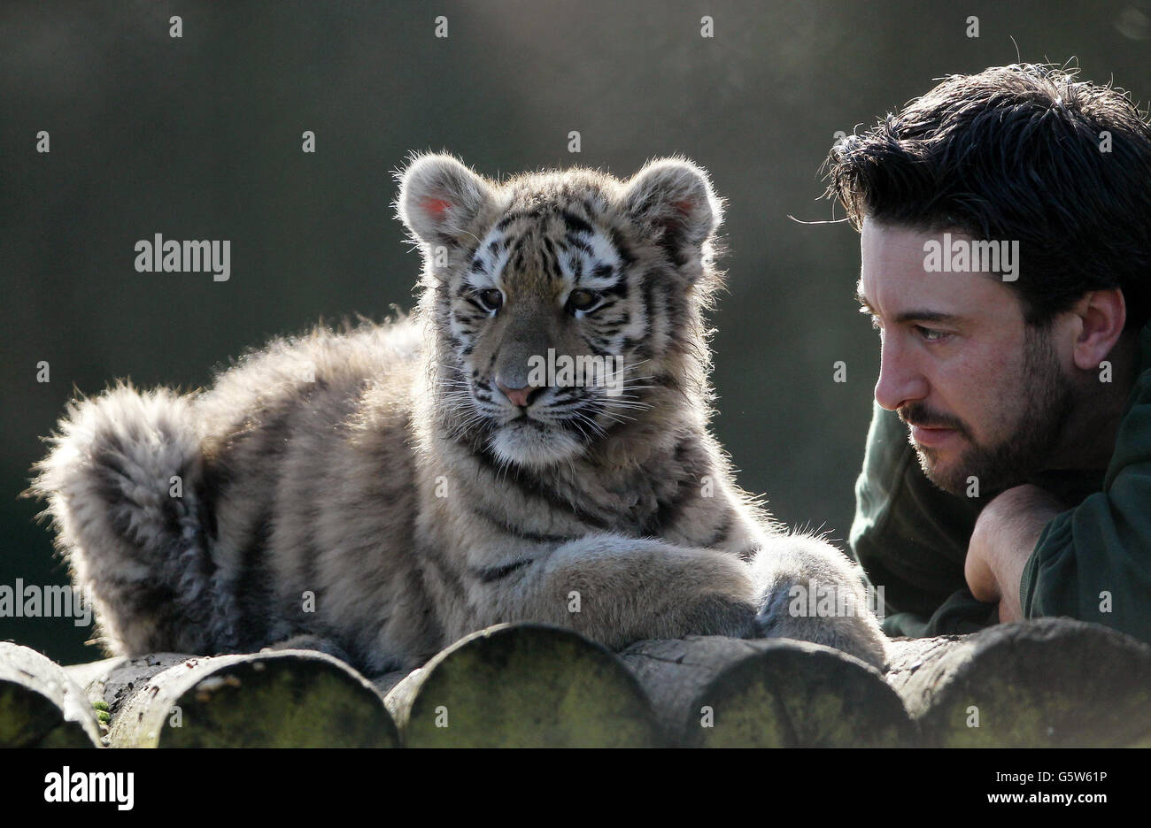 Tiger halten ihren Einzug in Howletts Stockfoto