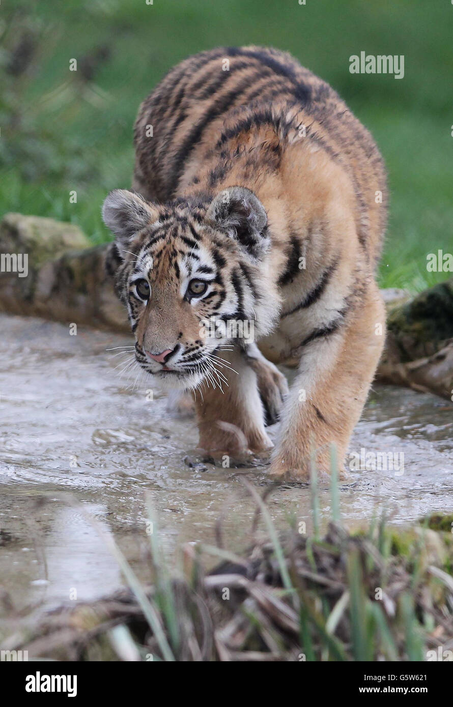 Der Tiger-Junge Kazimir, einer von zwei fünf Monaten alten, von Hand aufgezogenen Amur Tigers, spielt in seinem Gehege, während sie ihr öffentliches Debüt in ihrem Gehege im Howletts Wild Animal Park in der Nähe von Canterbury, Kent, geben. Bilddatum: Montag, 4. Februar 2012. Siehe PA Story ANIMALS Tigers Bildnachweis sollte lauten: Gareth Fuller/PA Wire Stockfoto